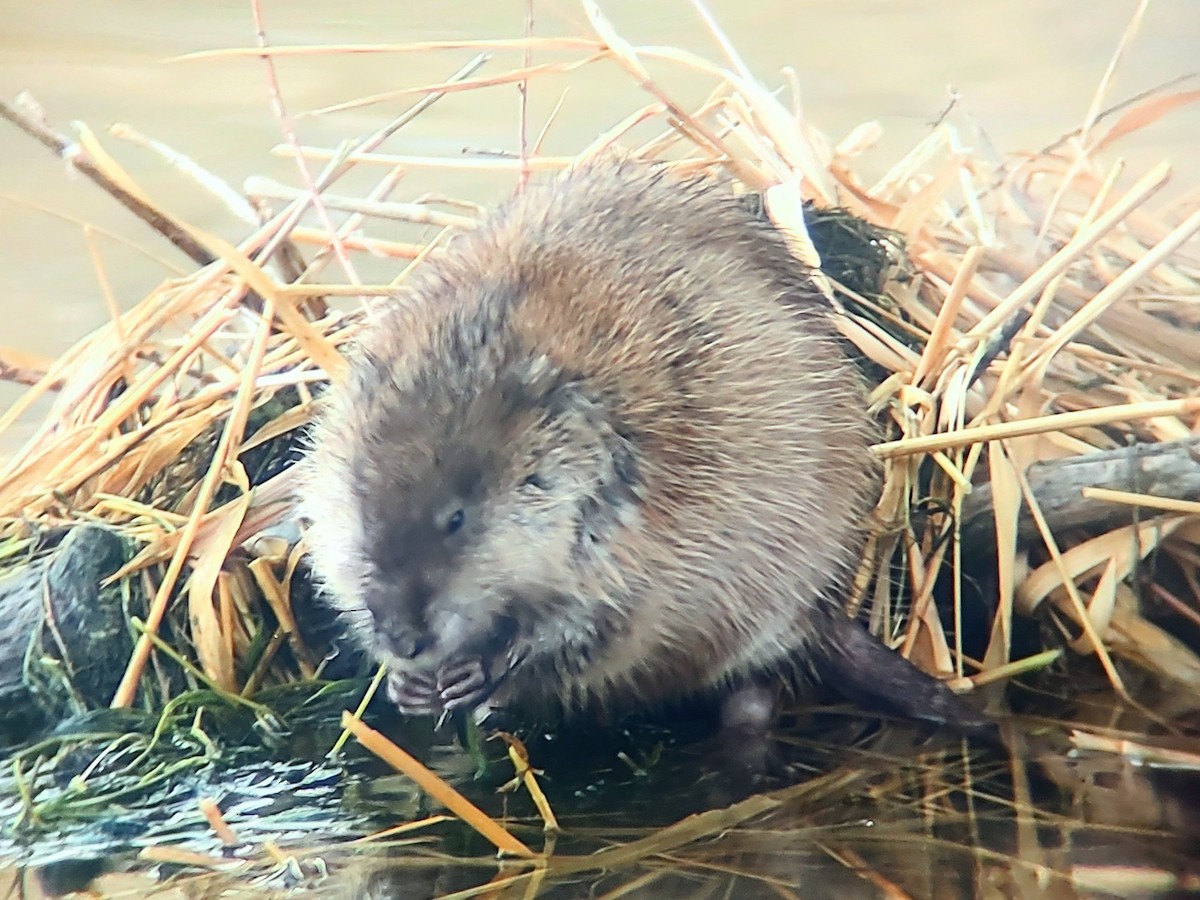 Muskrat - ML646866926