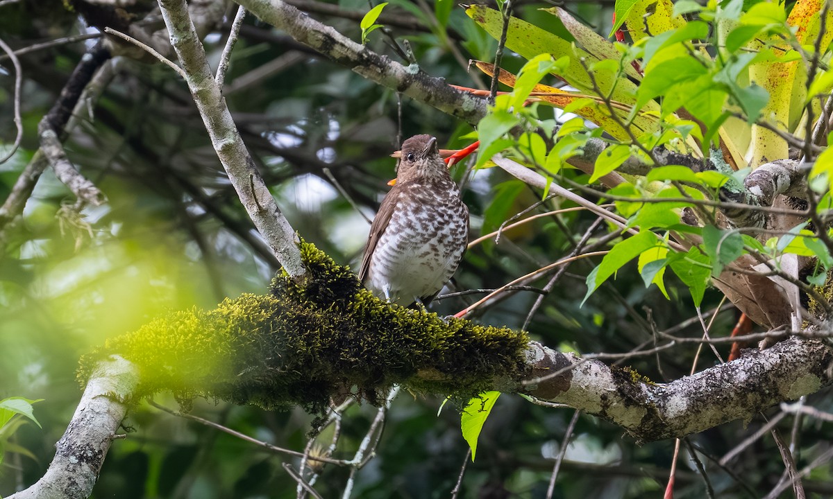 Marañon Thrush - ML646866929