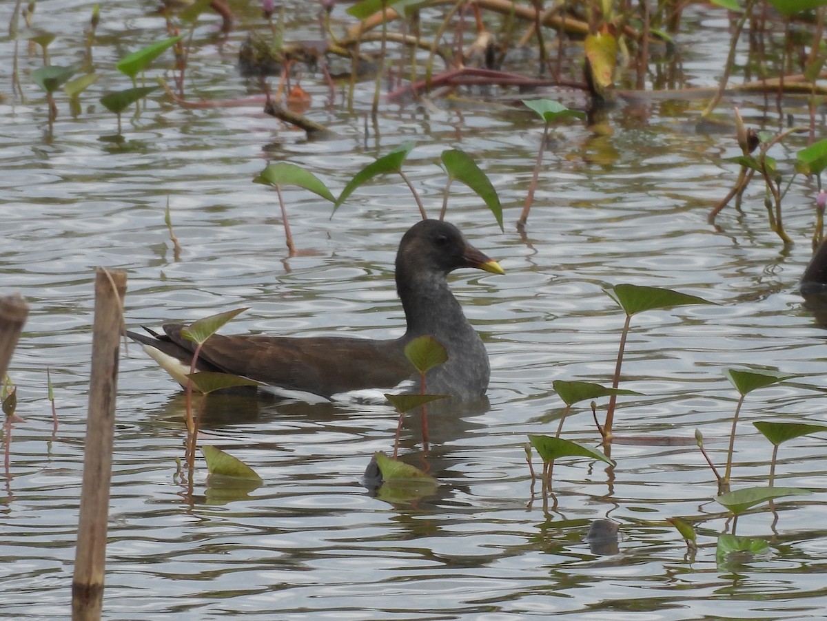 Sutavuğu - ML646866935