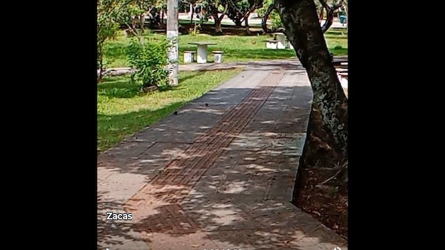 pigeon/dove sp. - ML646866936