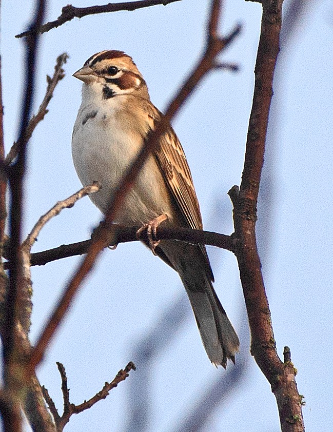 Lark Sparrow - ML646866940