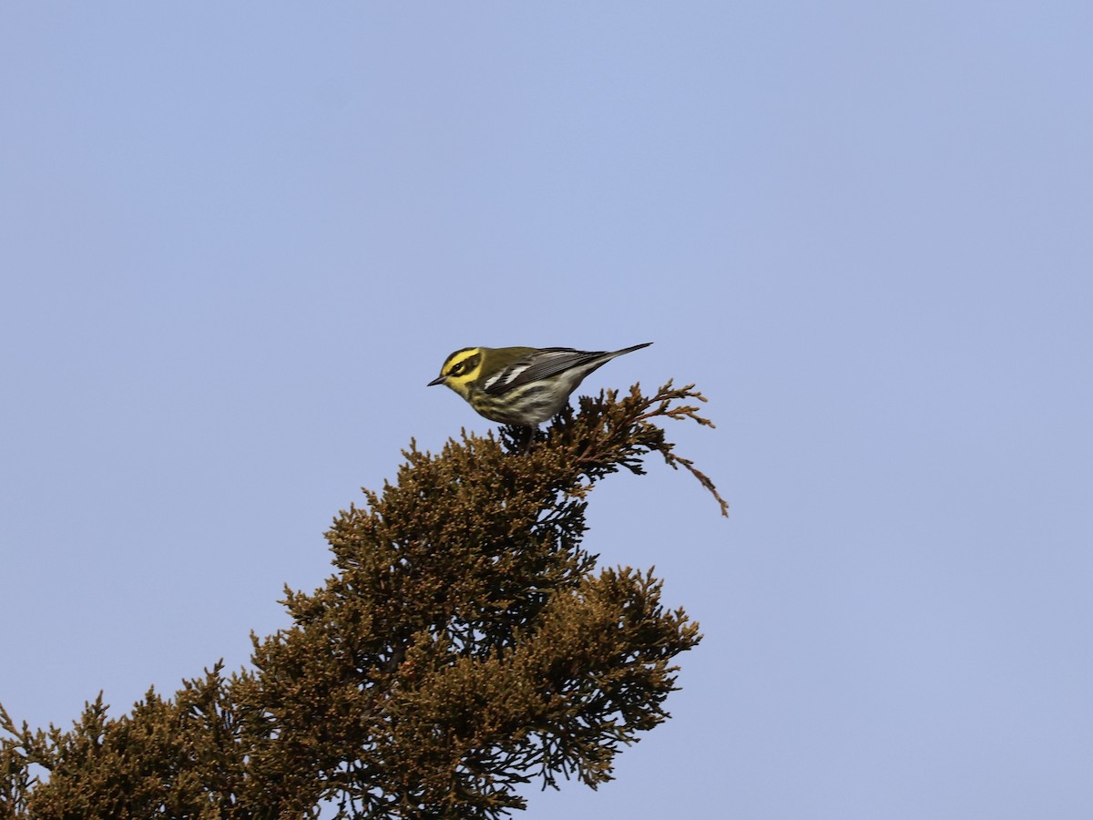 Townsend's Warbler - ML646866942