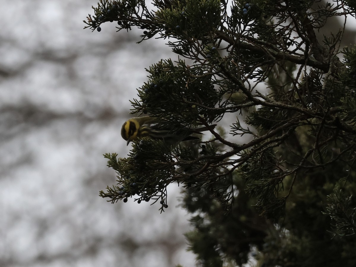 Townsend's Warbler - ML646866943