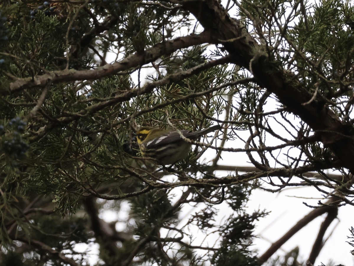 Townsend's Warbler - ML646866944