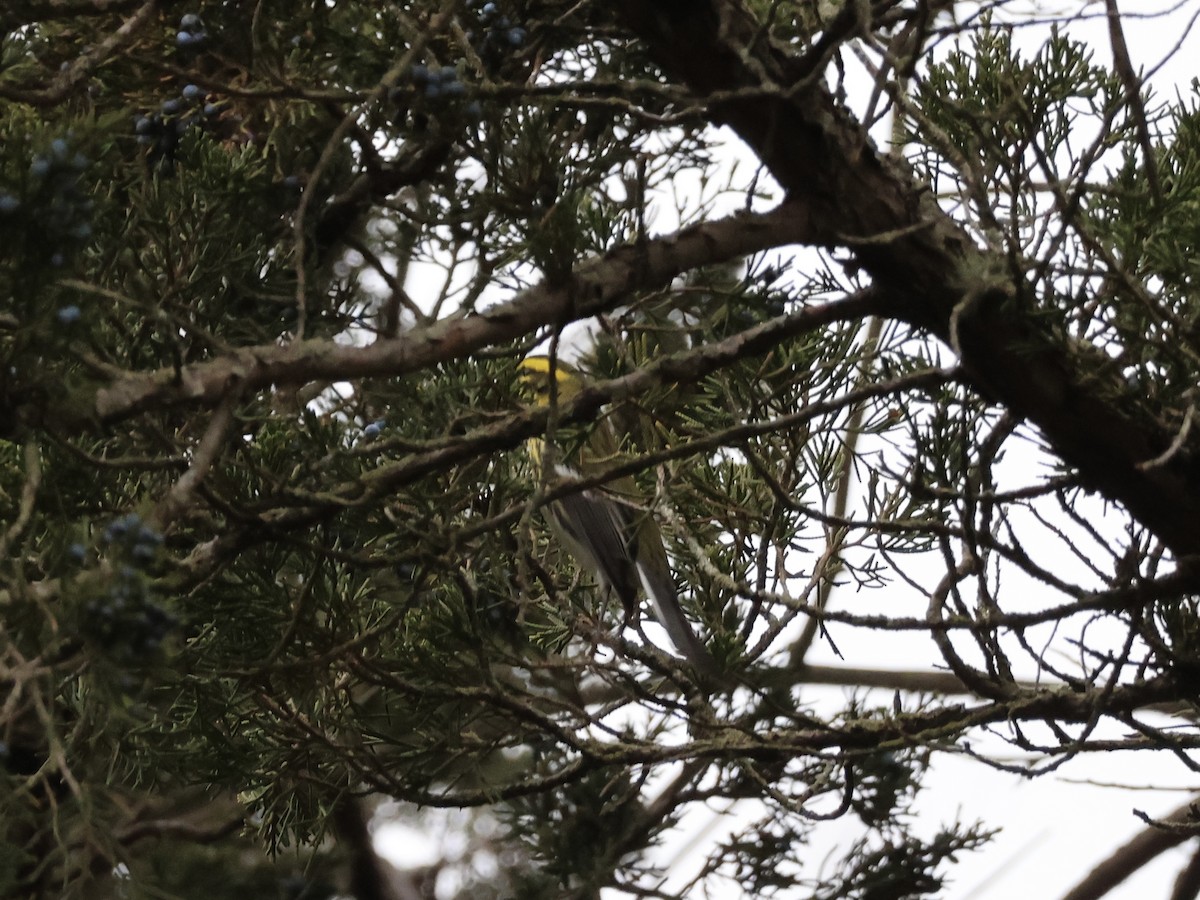 Townsend's Warbler - ML646866945