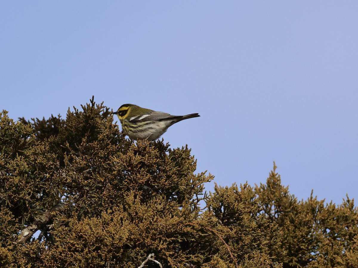 Townsend's Warbler - ML646866946