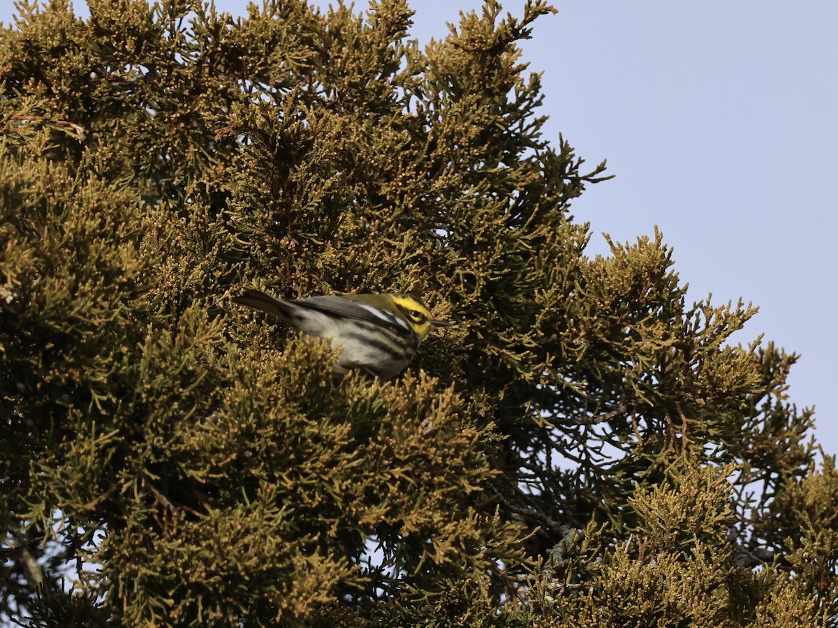 Townsend's Warbler - ML646866947