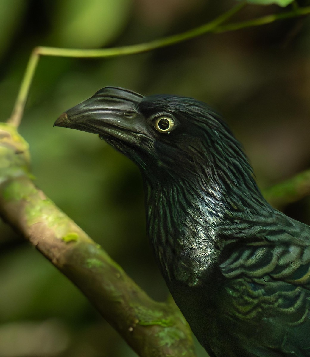 Greater Ani - ML646866948