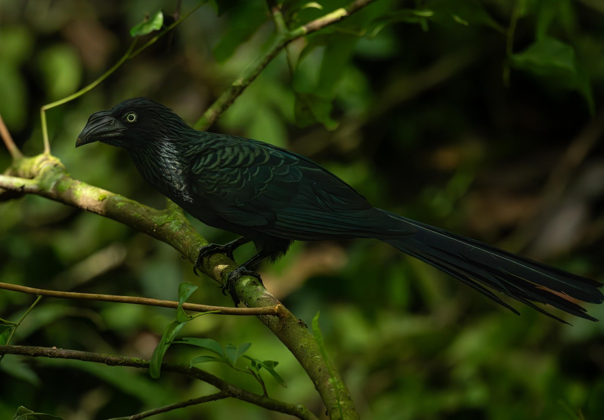 Greater Ani - ML646866949