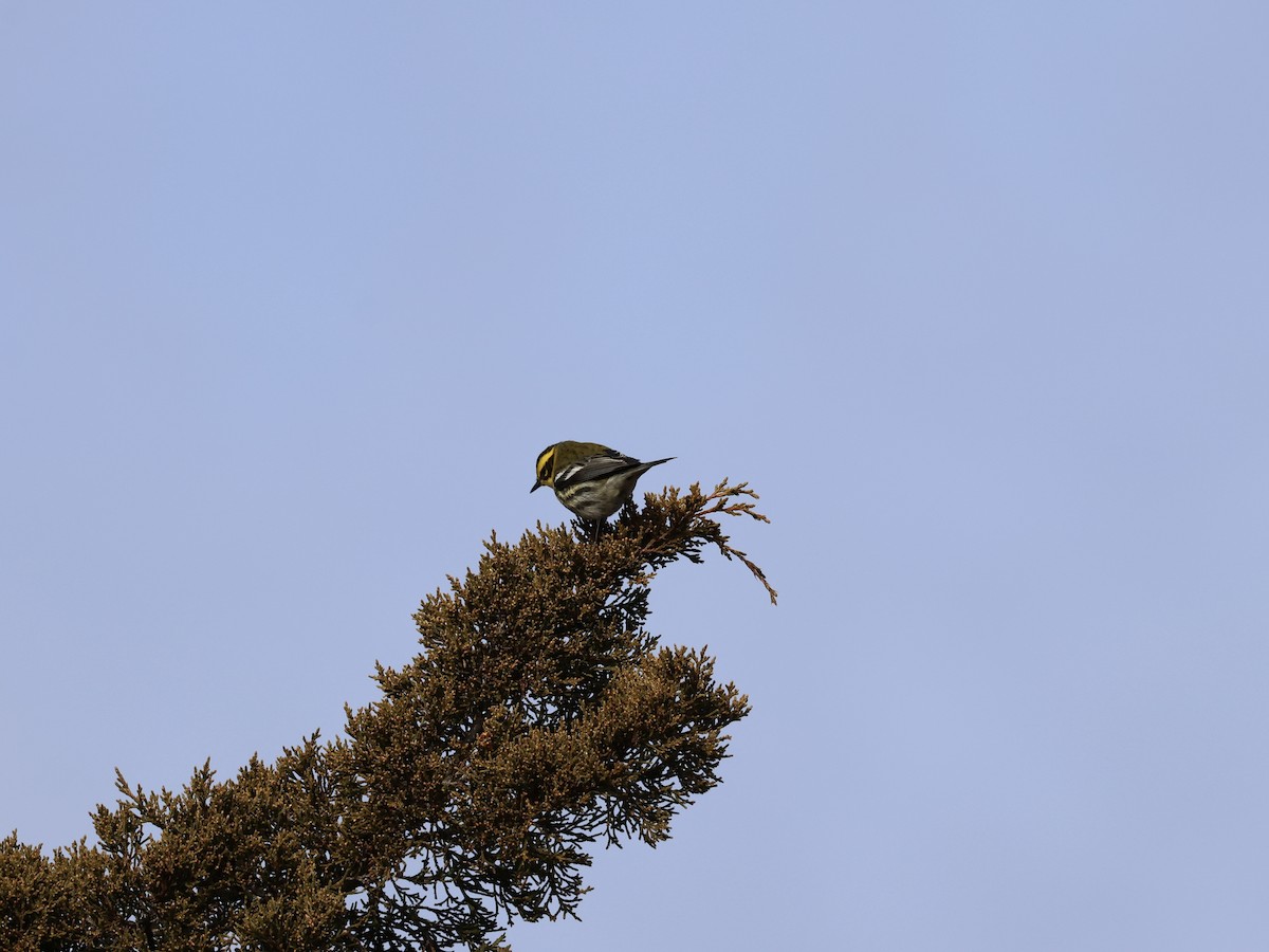 Townsend's Warbler - ML646866950