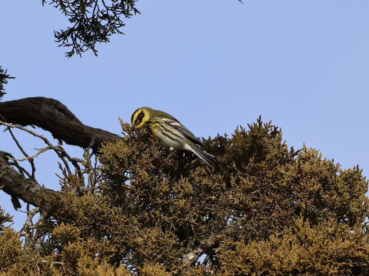 Townsend's Warbler - ML646866951