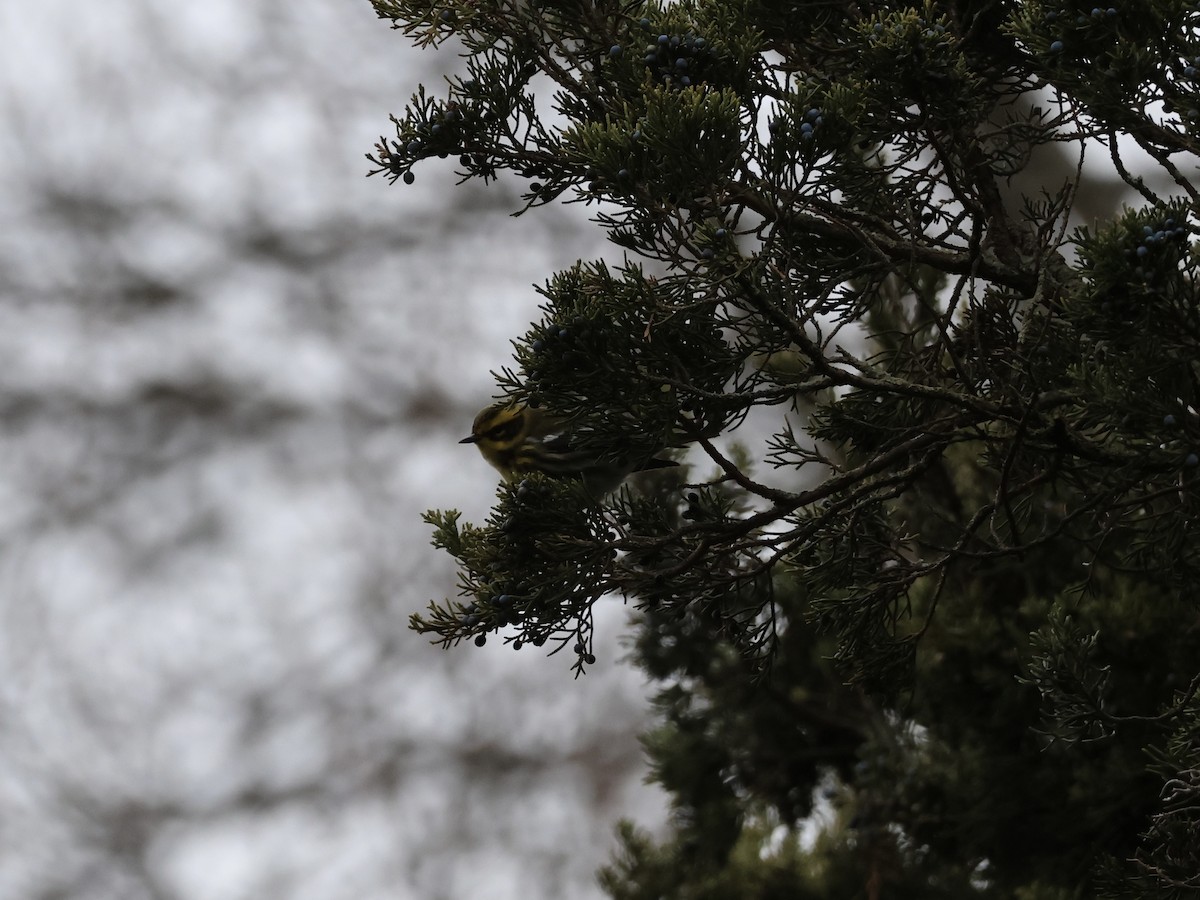 Townsend's Warbler - ML646866953