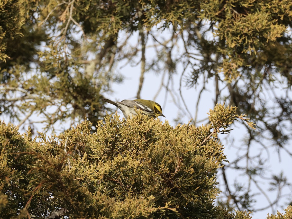 Townsend's Warbler - ML646866954
