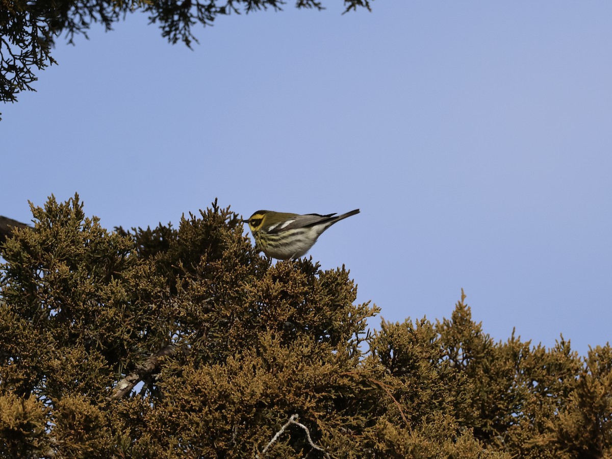 Townsend's Warbler - ML646866955