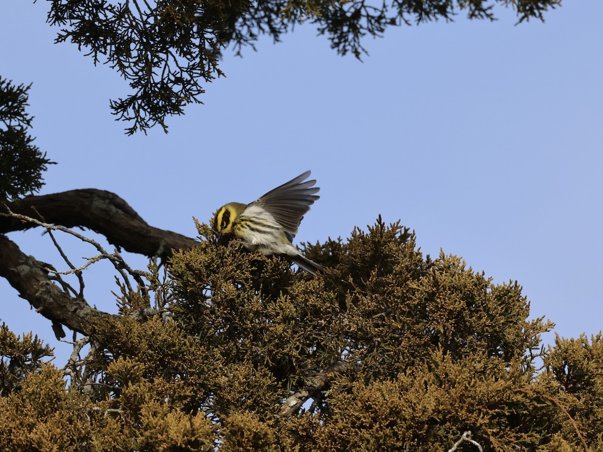 Townsend's Warbler - ML646866956