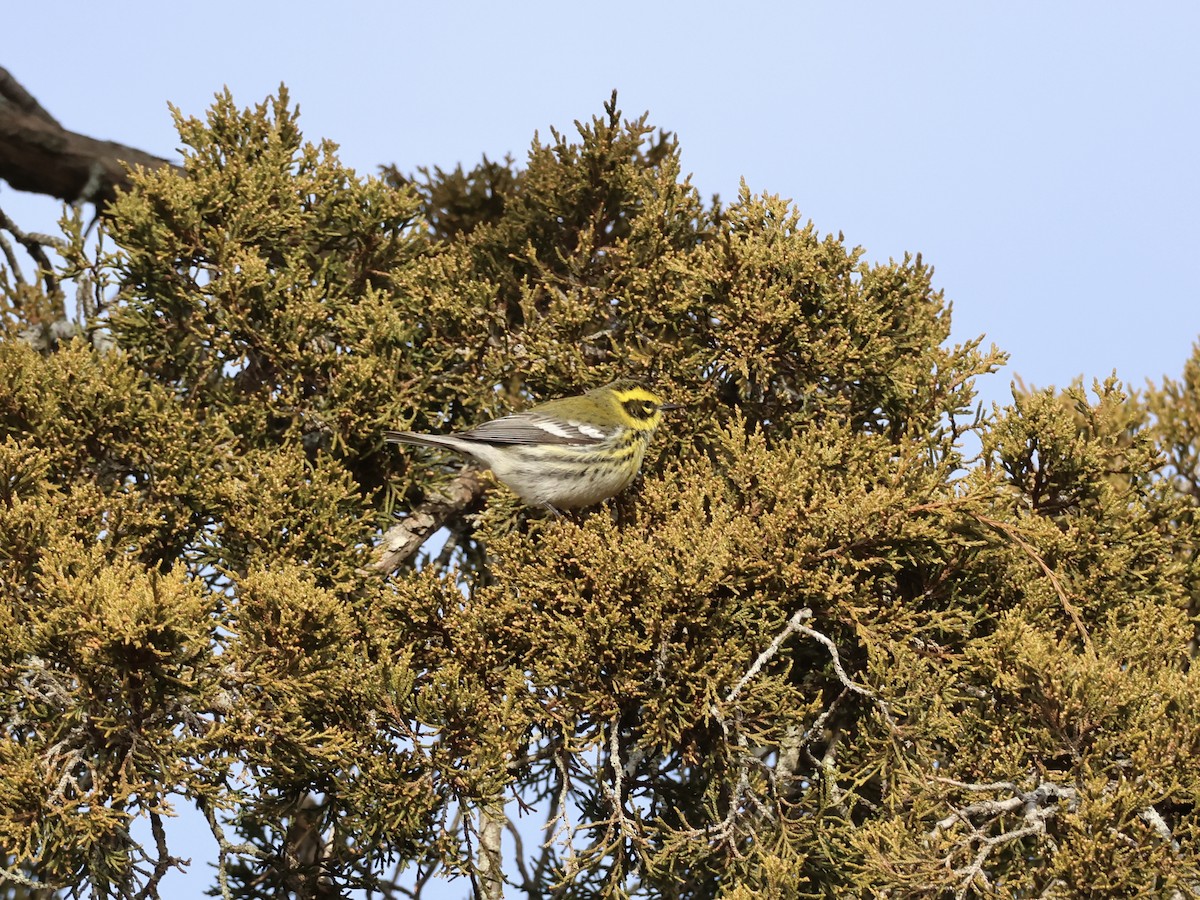Townsend's Warbler - ML646866957