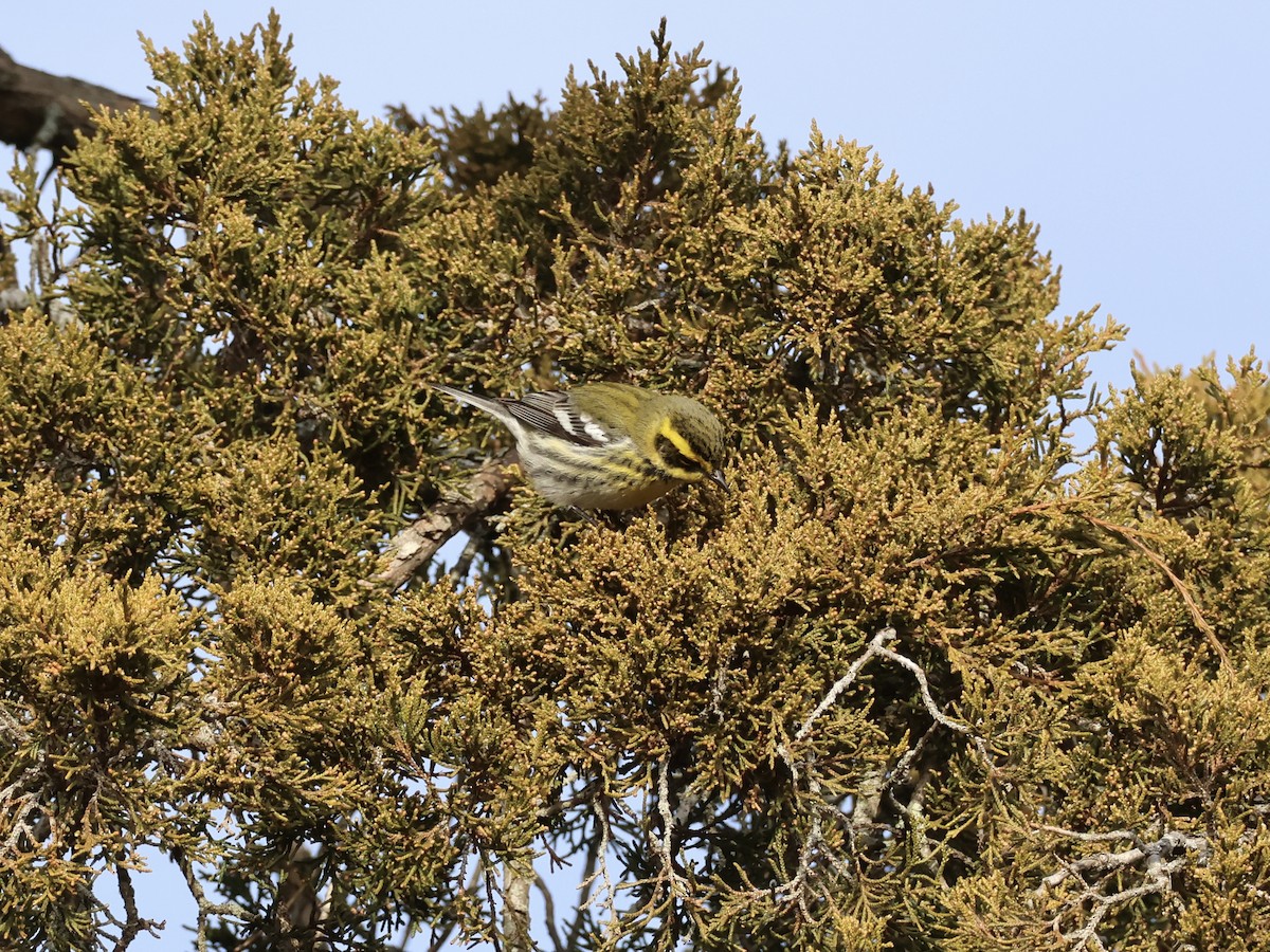 Townsend's Warbler - ML646866958