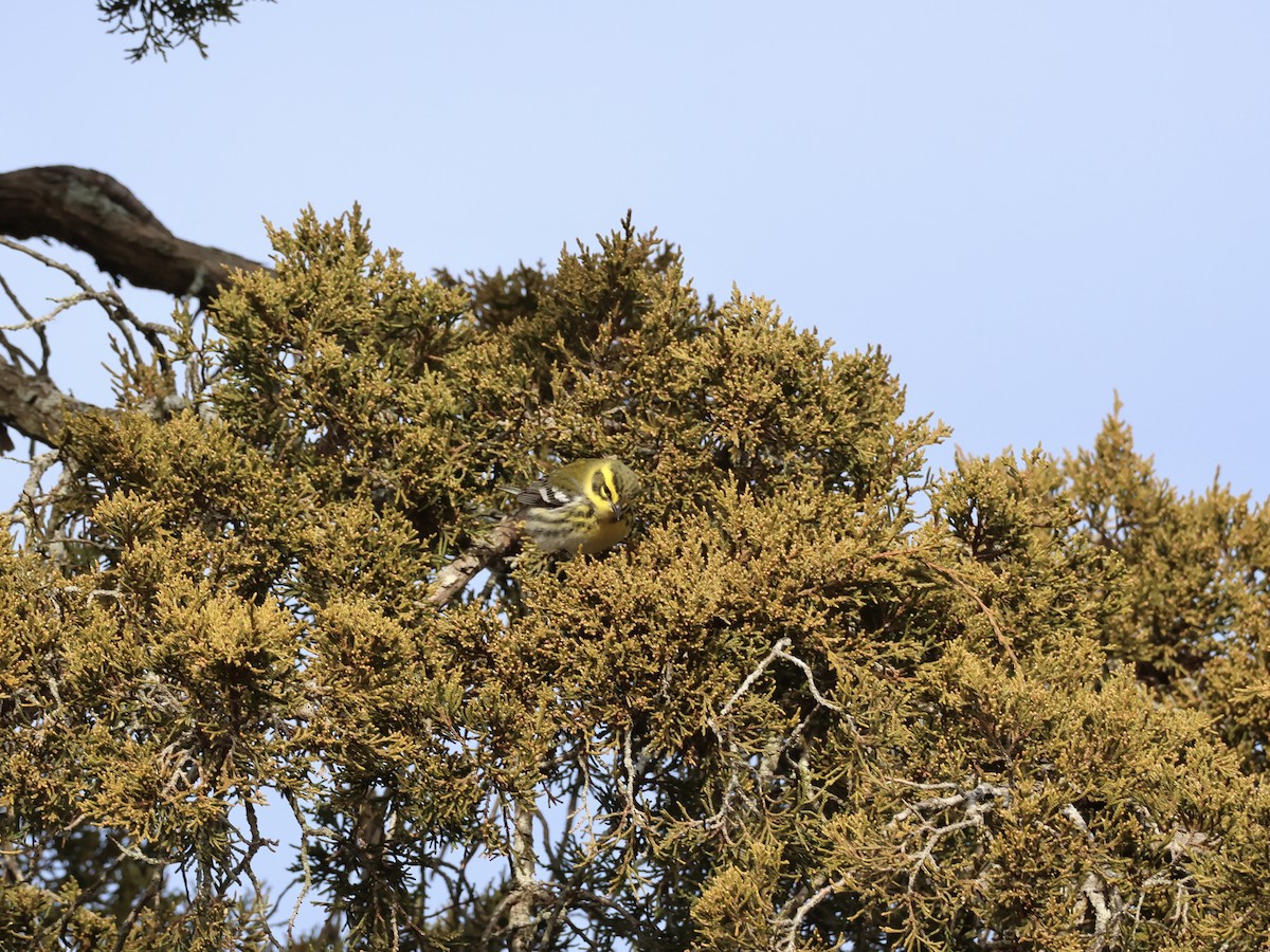 Townsend's Warbler - ML646866960