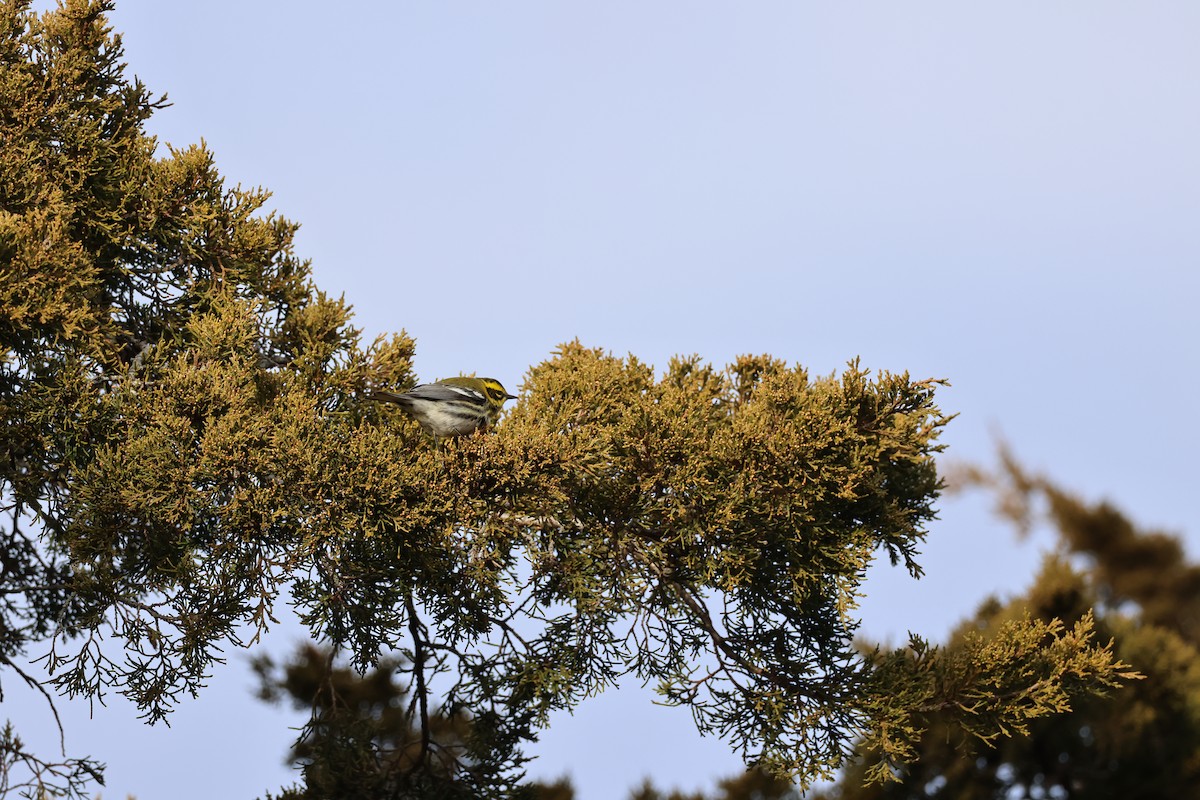 Townsend's Warbler - ML646866962