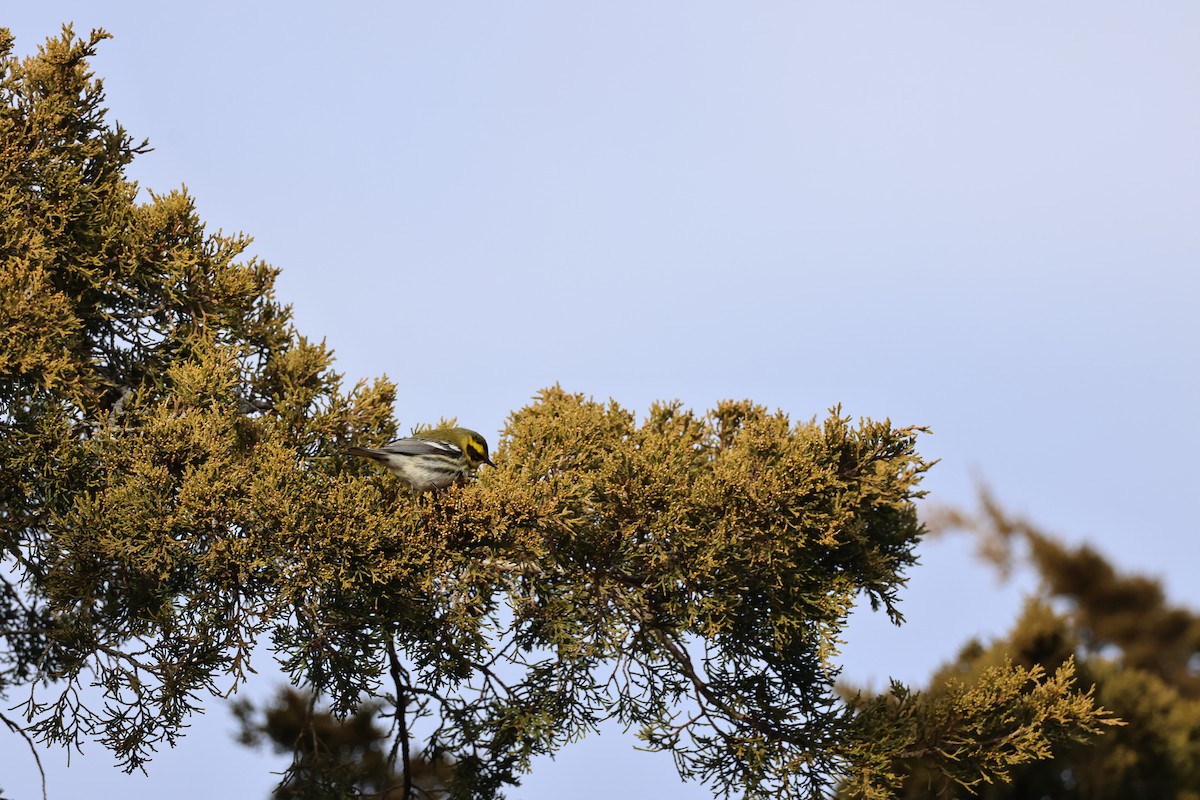 Townsend's Warbler - ML646866963