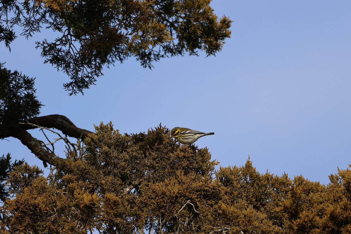 Townsend's Warbler - ML646866964