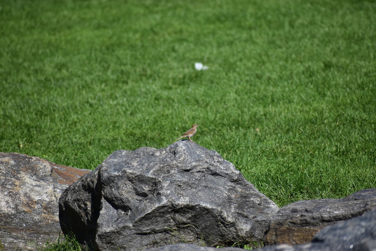 Savannah Sparrow - ML646866965