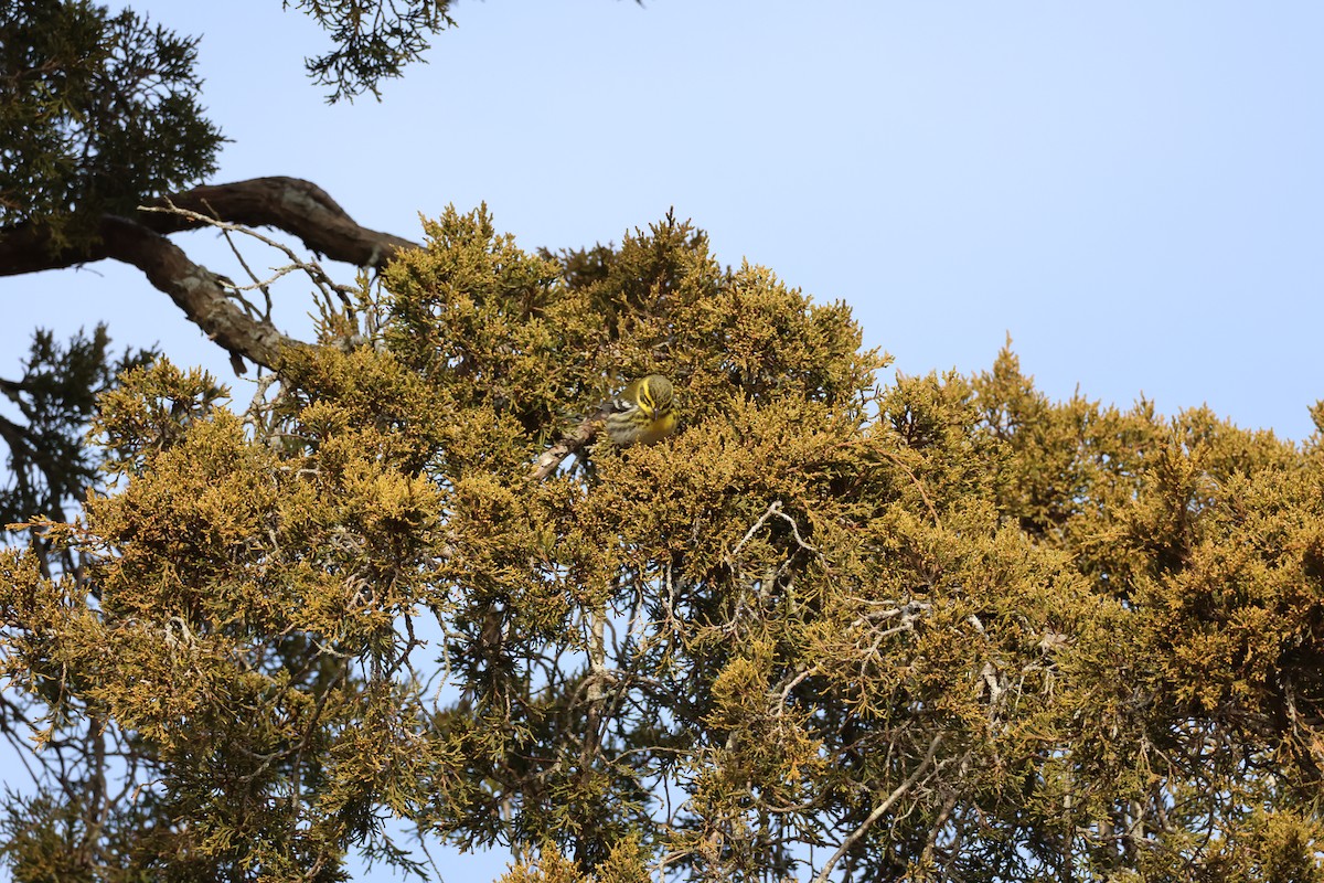 Townsend's Warbler - ML646866966