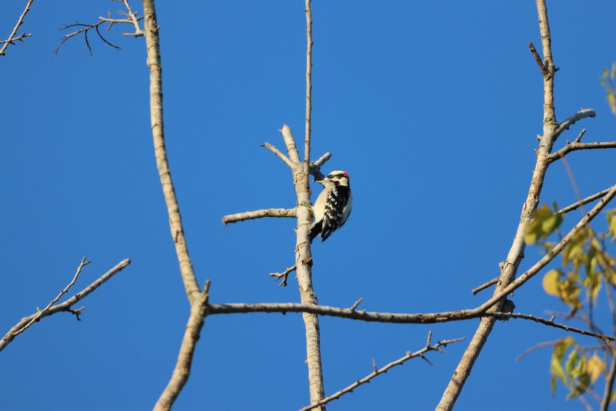 Downy Woodpecker - ML646866970