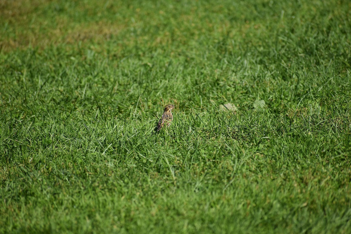 Savannah Sparrow - ML646866971