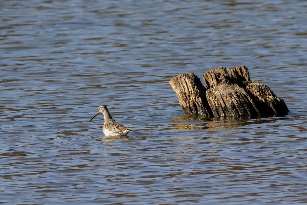 Long-billed Dowitcher - ML646866977