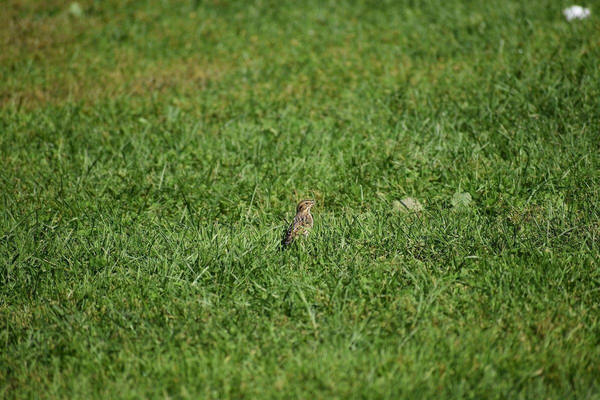 Savannah Sparrow - ML646866978
