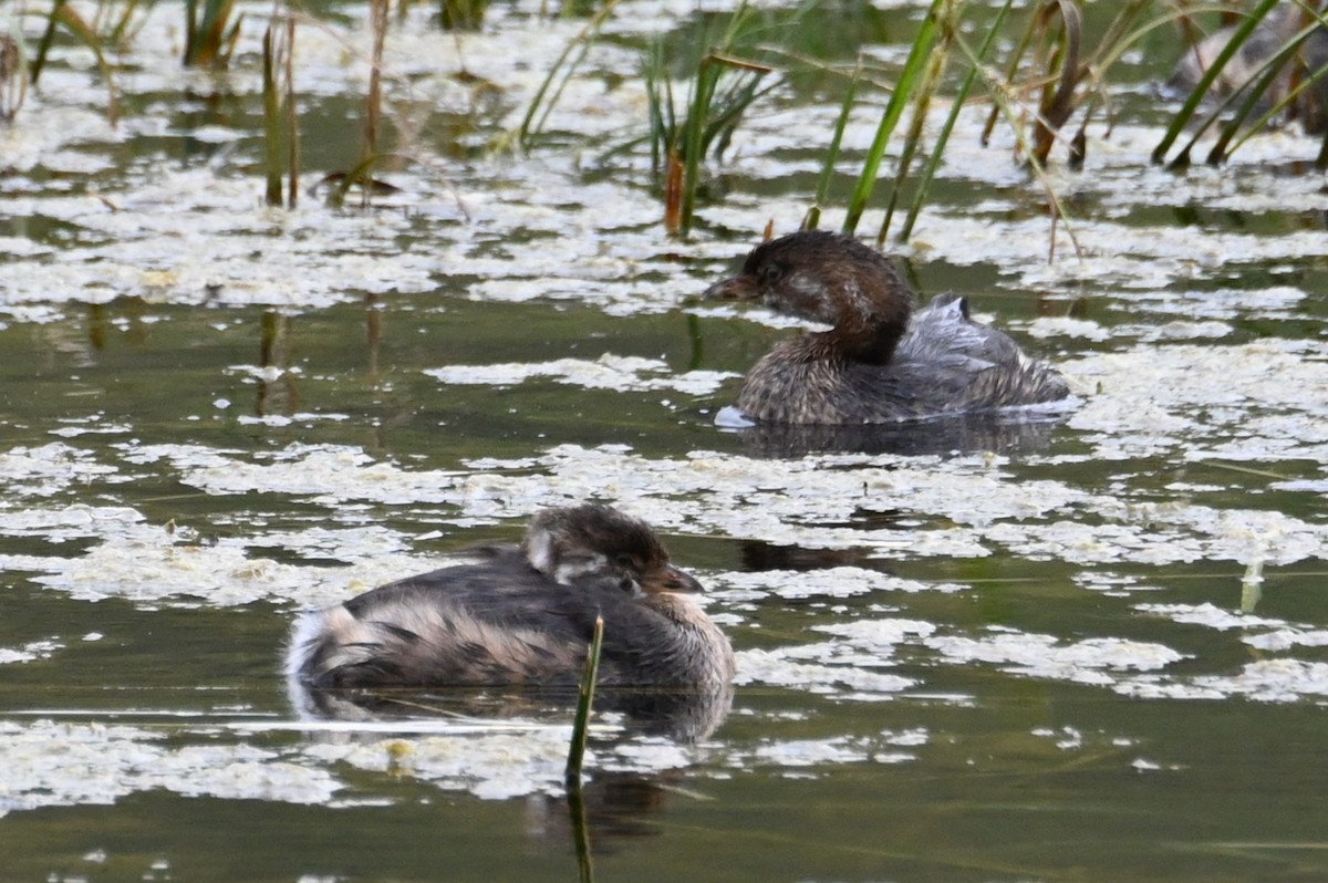 オビハシカイツブリ - ML646866979