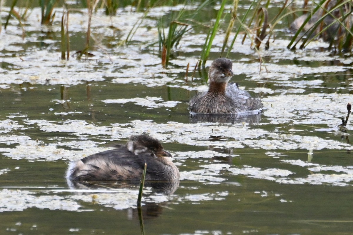オビハシカイツブリ - ML646866980