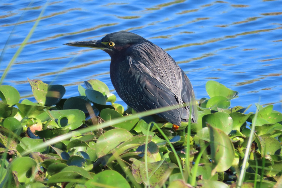 Yeşil Balıkçıl - ML646866983