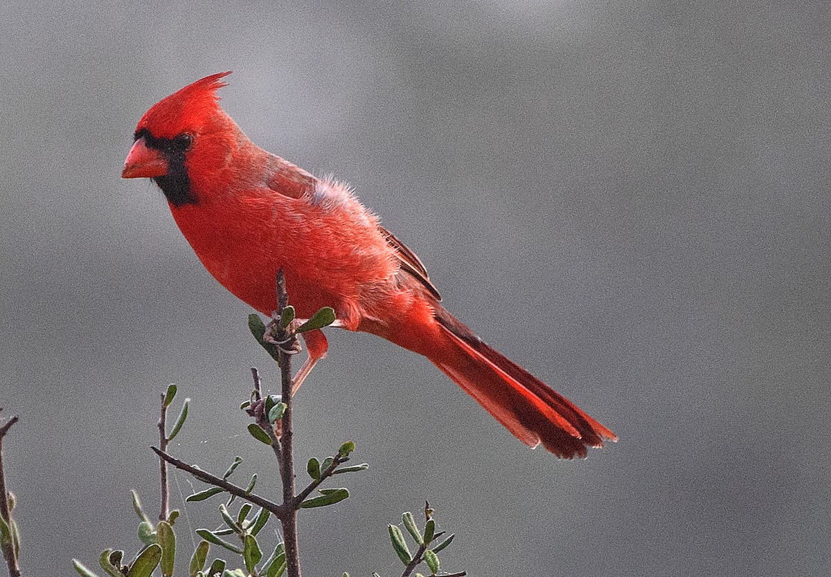 Northern Cardinal - ML646866984