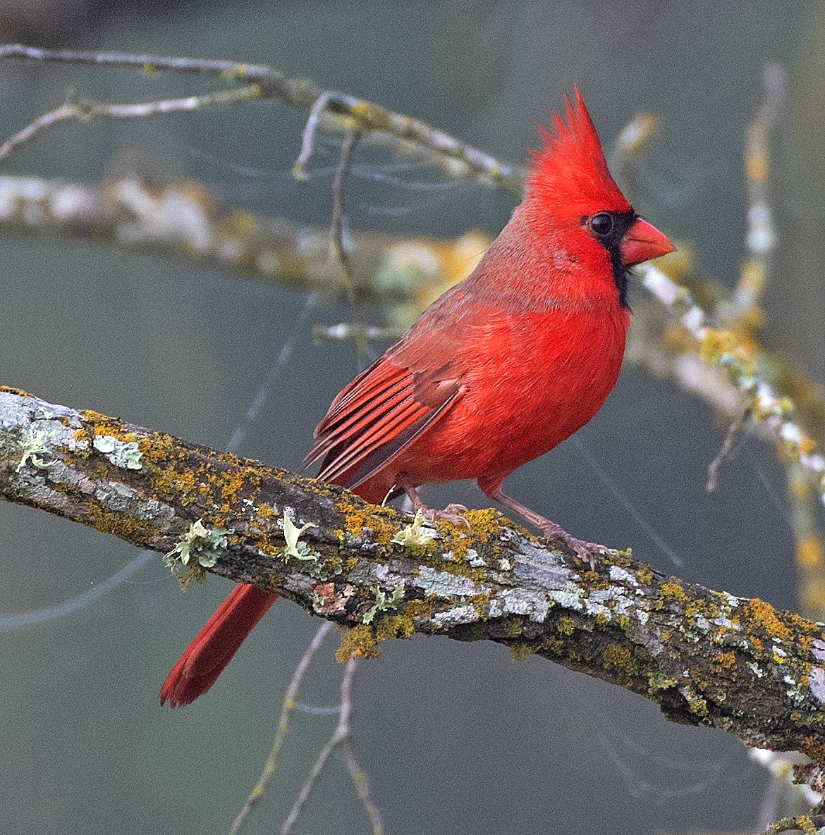 Northern Cardinal - ML646866985