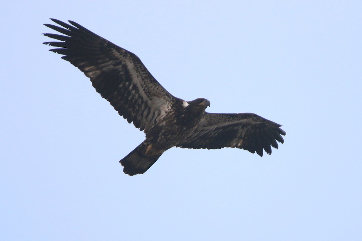 Pigargo Americano - ML646866986