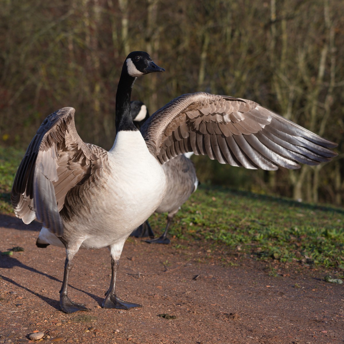 Казарка канадська - ML646866987