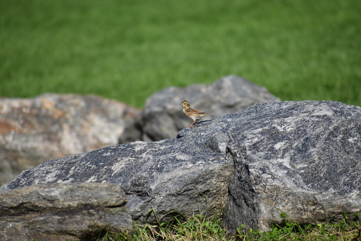 Savannah Sparrow - ML646866990