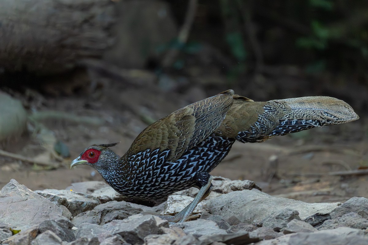 Калидж - ML646866991