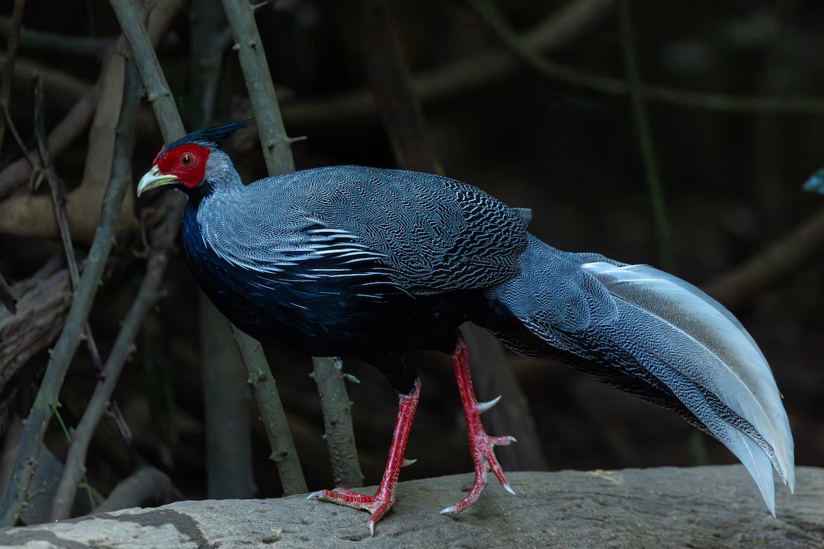 Калидж - ML646866992