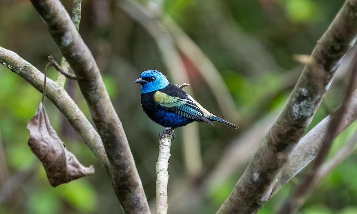 Tangara Cabeciazul - ML646866993