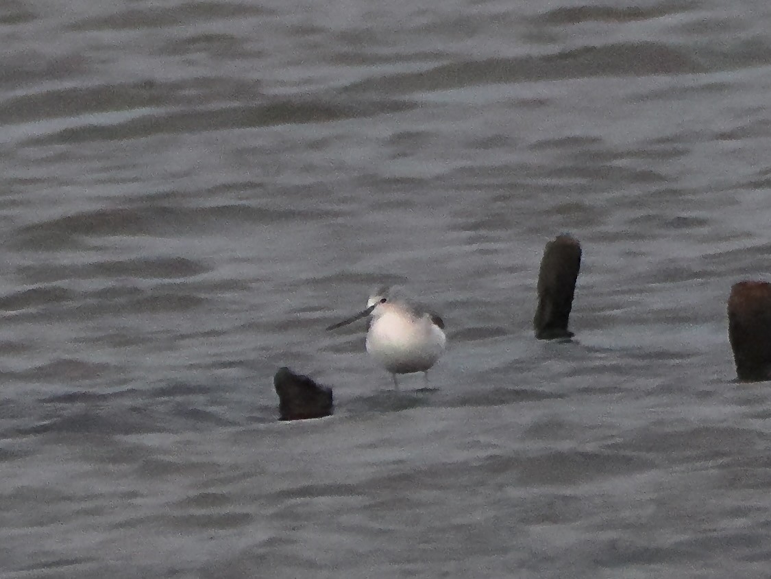Common Greenshank - ML646866994