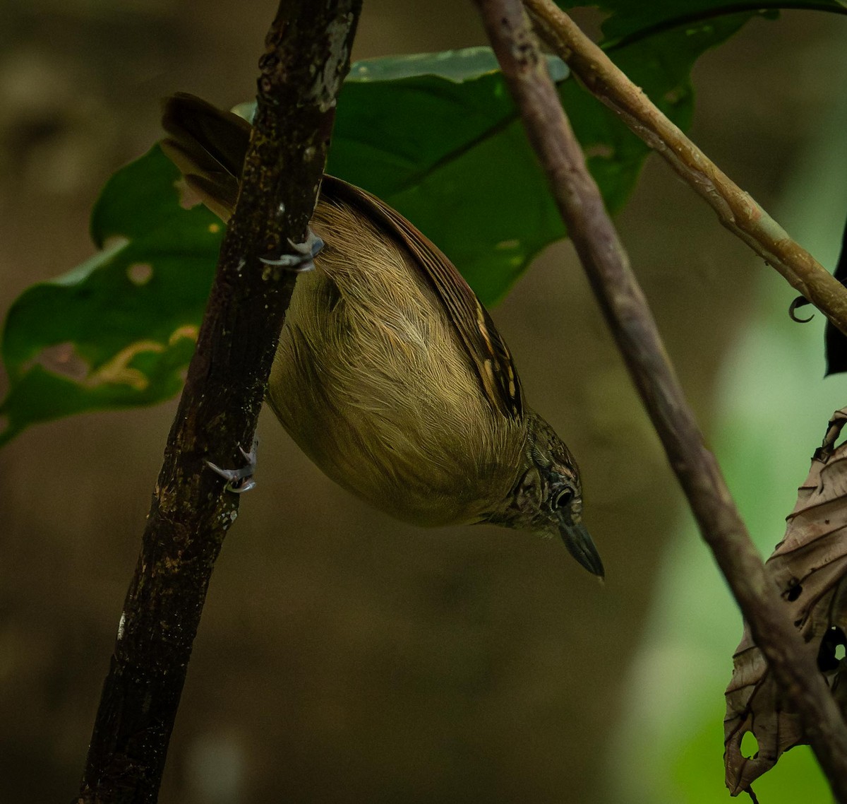 Checker-throated Stipplethroat - ML646866995