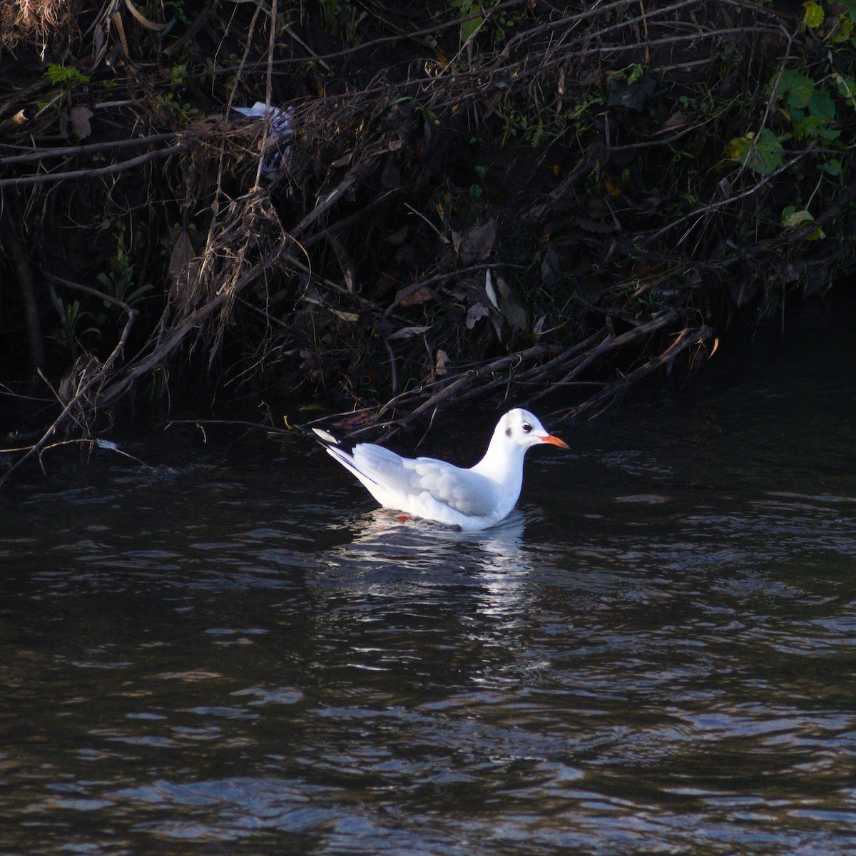 Black-headed Gull - ML646866999
