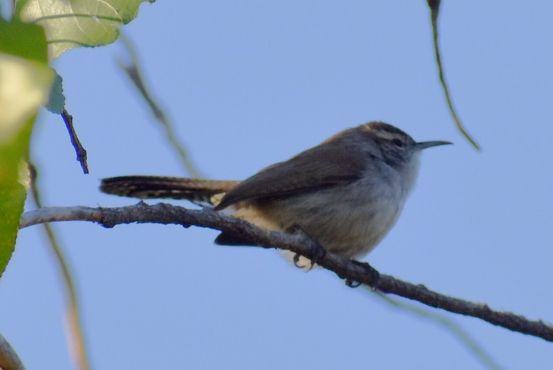 Bewick's Wren - ML646867000