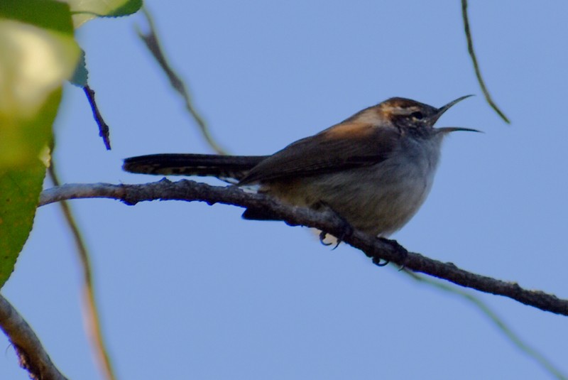 Bewick's Wren - ML646867001