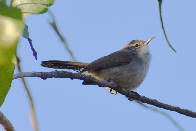 Bewick's Wren - ML646867002