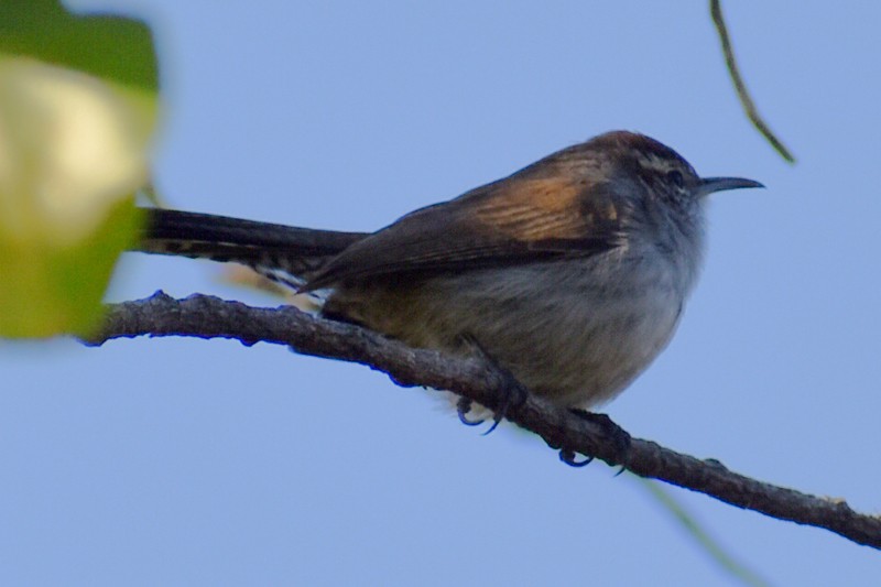 Bewick's Wren - ML646867004