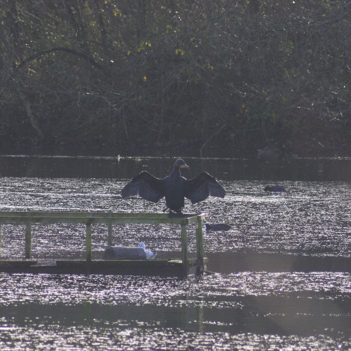 Баклан великий - ML646867005